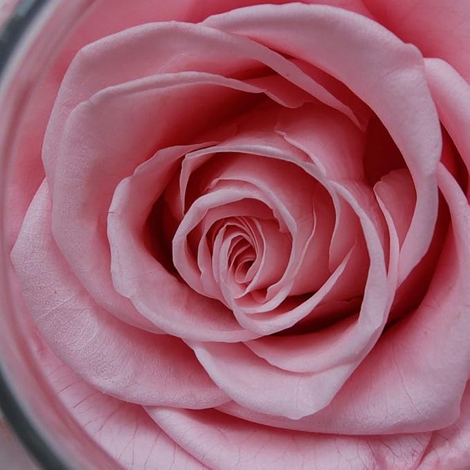 Preserved Roses in Glass with LED Light, Pink, 4.3 Inch