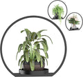 Wall Planters for Indoor Plants, Plant Frames Wall Decor Living Room Plant by DEMEGA