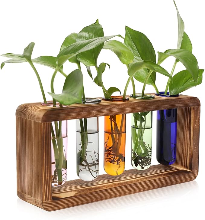 Terrarium Propagation Station, 5 Glass Test Tubes, Pine Wood Base