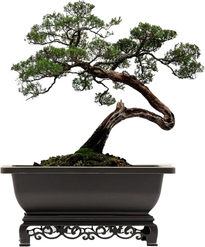 Planters for Bonsai, Brown Recycled Plastic, 2-Pack with Trays