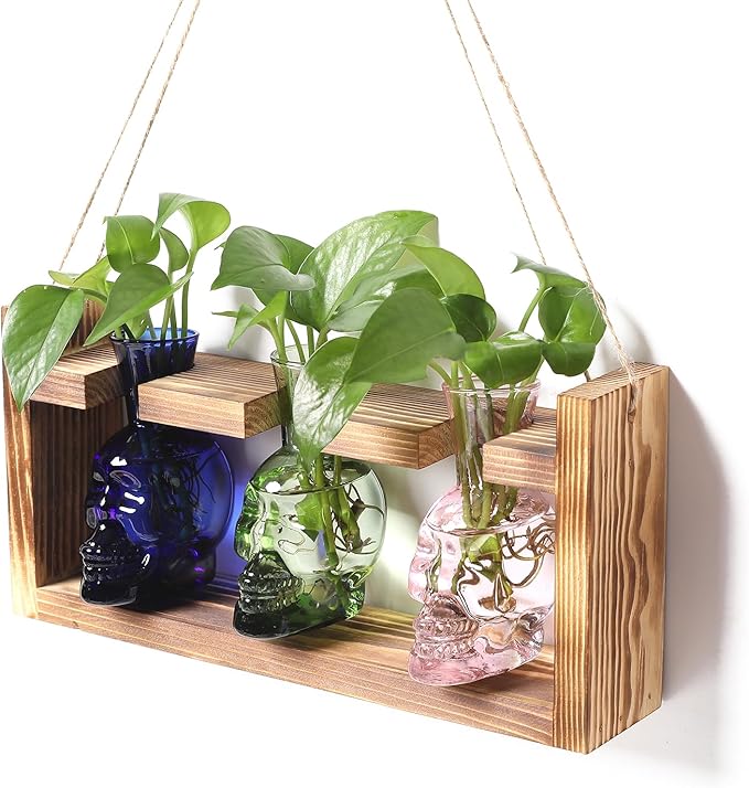 Terrarium Propagation Station Set, Skull Shape, 3 Borosilicate Glass Vases