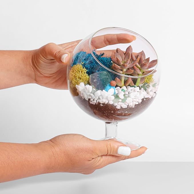 Terrarium Kit, Oval Glass Terrarium with Reindeer Moss, 6-Inch