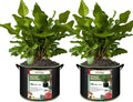 2-Pack 50 Gallon Plant Grow Bags, Thickened Nonwoven Fabric Pots by FVOTNW