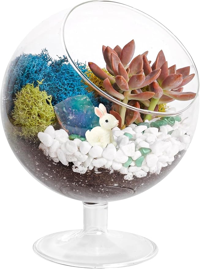 Terrarium Kit, Oval Glass Terrarium with Reindeer Moss, 6-Inch