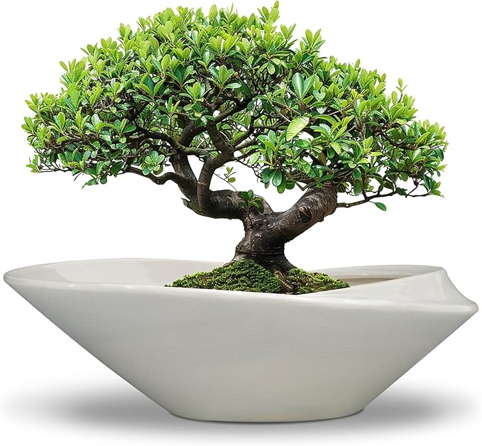 Planter Pot, 18 Inch Gray Ceramic Bonsai Pot with Drainage Hole