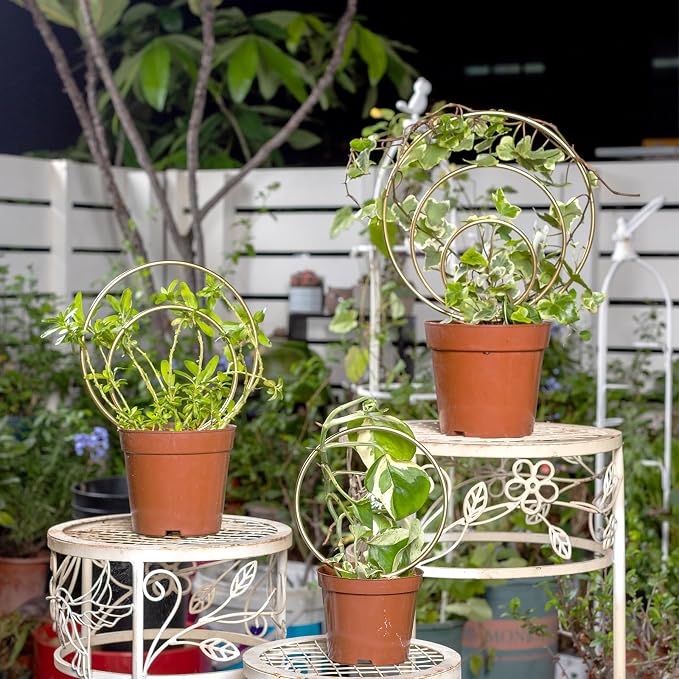 Hoya Trellis for Indoor Plants - Image 2