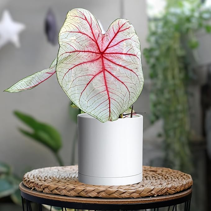 Planters Set of 4 Matte White Plastic Plant Pots with Drainage and Saucers
