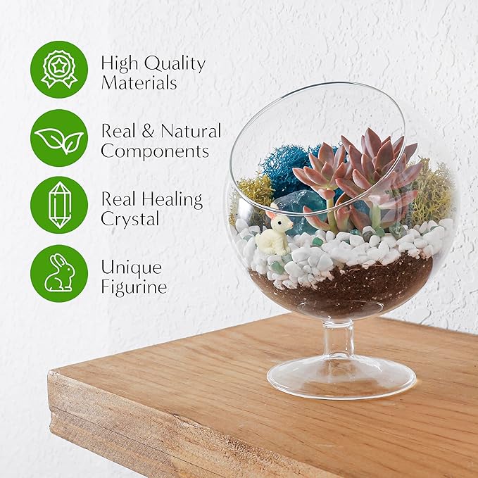 Terrarium Kit, Oval Glass Terrarium with Reindeer Moss, 6-Inch