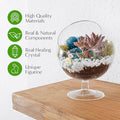 Terrarium Kit, Oval Glass Terrarium with Reindeer Moss, 6-Inch