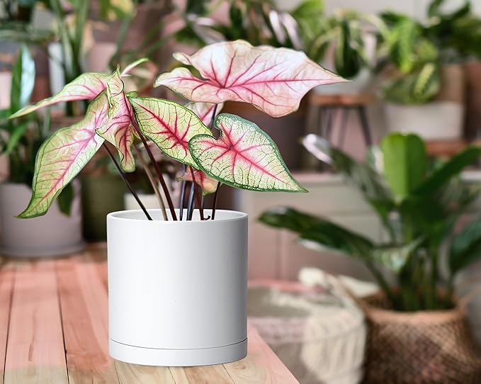 Planters: 2 Modern White Matte Plastic Pots with Saucers, 6 Inch