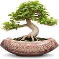 Large Bonsai Pots by Teagas
