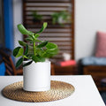 Planters: Set of 4 Matte White Plastic Pots with Drainage Holes, 5 Inch
