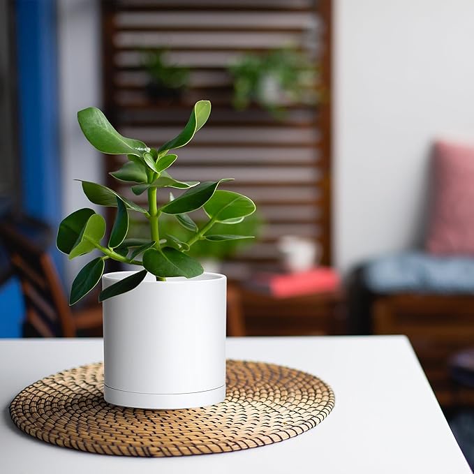 Planters: Set of 4 Matte White Plastic Pots with Drainage Holes, 5 Inch