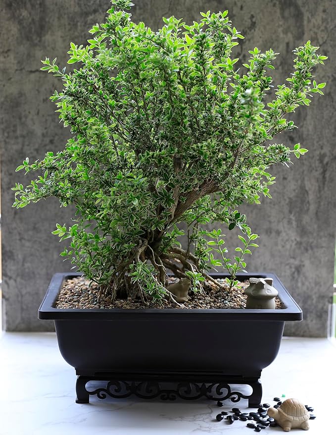 Planter Set: 2-Pack Recycled Plastic Rectangular Bonsai Pots, 14 Inch, Brown