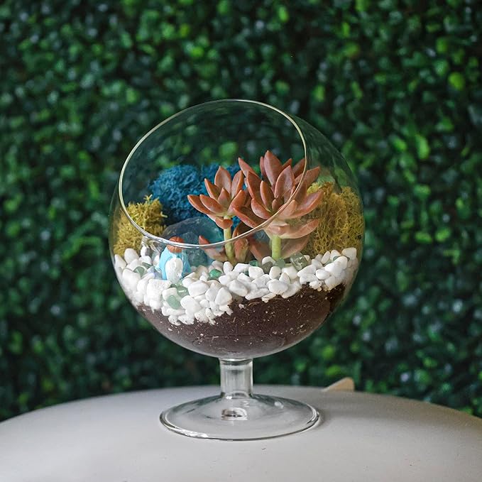 Terrarium Kit, Oval Glass Terrarium with Reindeer Moss, 6-Inch
