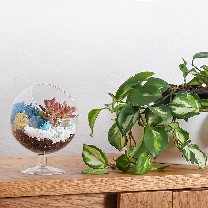 Terrarium Kit, Oval Glass Terrarium with Reindeer Moss, 6-Inch