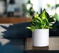 Planters Set of 4 Matte White Plastic Plant Pots with Drainage and Saucers