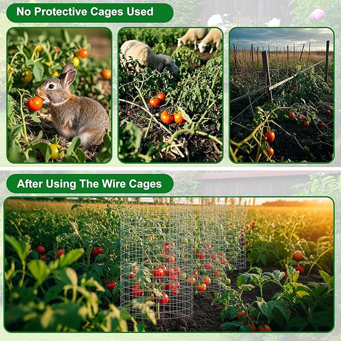 Plant Cages Supports - 12 Set Galvanized Wire Garden Protectors, 16x12 Inch